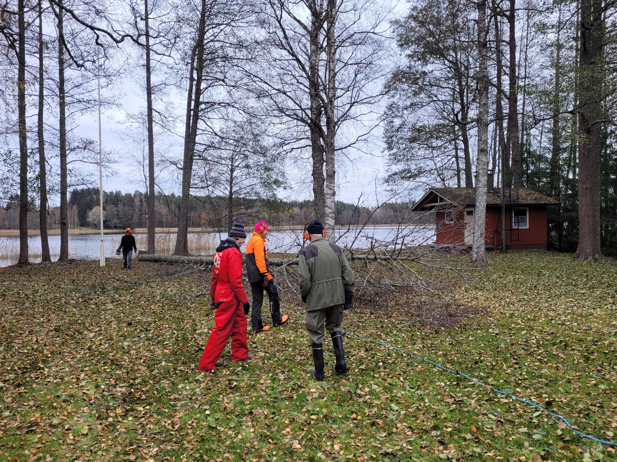 Tervaleppien kaato Kymijärven rannalta 28.10.2023